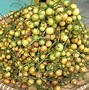 Nama Buah Yang Berawal Dari Huruf R